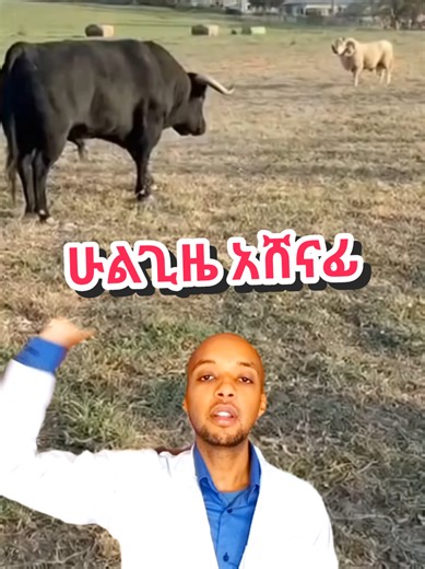 በቀላሉ ቤቶ ሆነዉ ስፖርት የሚሰሩባቸዉ ዘመናዊ የመሮጫ ማሽኖች እና የስፖርት ሳይክሎች ከታዋቂዉ Brand Fitness Machines አስመጥተናል። በሚፈልጉት ሰአት ቤቶ ስፖርት የሚሰሩበት ጤንነቶን የሚጠብቁበት እና ዉፍረት የሚቀንሱበት 1.ያስመጣነው የመሮጫ ማሽን • 2.5 የፈረስ ጉልበት ያለው • 16 ኬሜ በሰአት ፍጥነት መስራት የሚችል • 15 ዲግሪ ዳገት መሆን የሚችል • 6 ሾክ አብዞርቨር የተገጠመለት • የሰውነት ማሳጀር ላዮ ላይ የተገጠመለት • 2 ባለ 1 ኪሎ ዳምፔል ያለዉ • የወገብ ስፖርት እና የሆድ ስፖርት መስሪያ አብሮት ያለው • ታጣፊ እና በቀላሉ መንቀሳቀስ የሚችል • የአዉሮፖ ስታንዳርድ እና ሀይል ቆጣቢ • ከሁለት አመት ዋስትና ጋር የመሮጫ ማሽን - 180,000 ብር 2.ያስመጣነው የስፖርት ሳይክል • ዘመናዊ ሞኒተር ላዮ ላይ ያለዉ • የሰሩትን ሰአት ይይዛል • የ