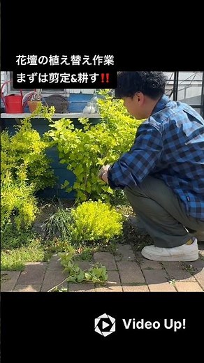 花壇の植え替え作業！まずは剪定&耕す‼️#shorts #ガーデニング #園芸 #フローラ黒田園芸 #黒田園芸 #黒田健太郎