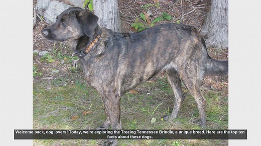 Top 10 Facts About the Treeing Tennessee Brindle