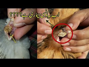 Chicken canker treatment 100% | Zaherbaad ka ilaj | #sussexfancypoultry