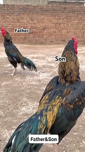 Java Aseel Rooster #javaaseel #rooster #murgy #pets #birds #viralreelsfbpage | Birds&Aseel Village