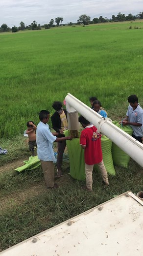Community Harvesting Rice in a Lush Paddy Field