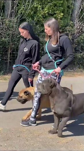 Cane Corso colors and types #dogcasttv #canecorsoitaliano