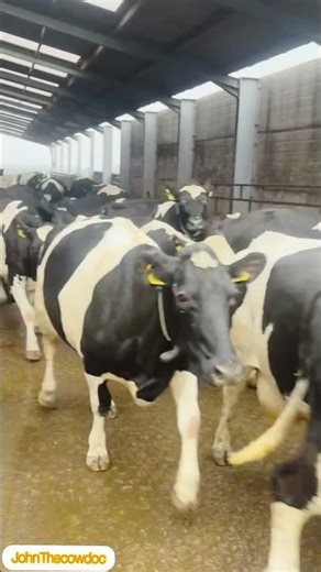 cows at farm running to the fields #cow #farming #fields #animals #animalshorts
