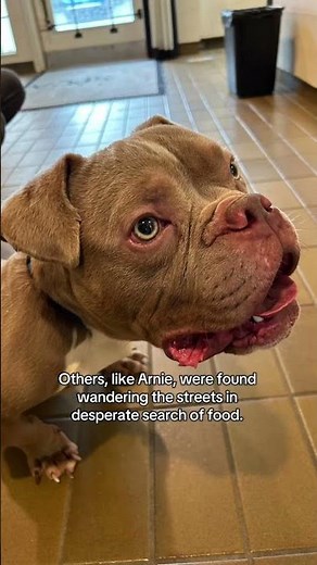 Emaciated dog found near McNair Secondary School in Richmond | BC SPCA