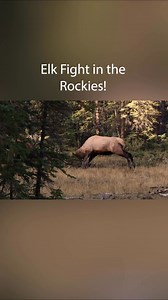 Bull elk fighting in the Rocky Mountains during the rut | Harry Collins Photography