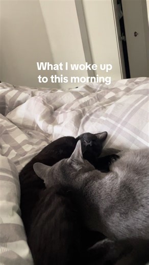 My angel fur babies 😇 #boycatmom