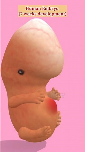 7 Week Fetus #fetaldevelopment #fetus #fête #pregnancy