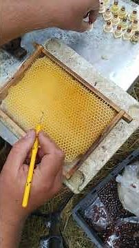 Umlarven Bienen Königinzucht