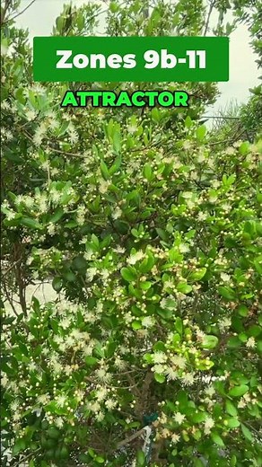 THIS FLORIDA NATIVE SMALL TREE IS AWESOME The Simpson Stopper #garden #ihavethisthingwithplants