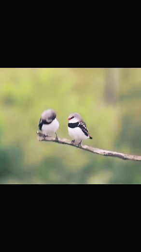 9.9K views · 433 reactions | Diamond firetail. The Diamond Firetail...