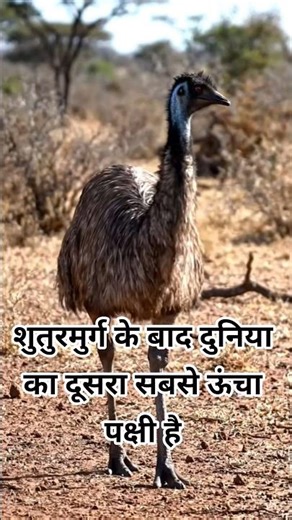 “Emu: The Giant Bird That Can’t Fly! 🐦🔥 #Shorts