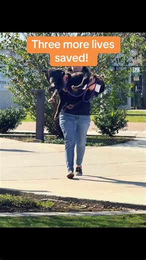 Nell, Willow and Chopper have left the shelter alive and the best chapter of story begins now!