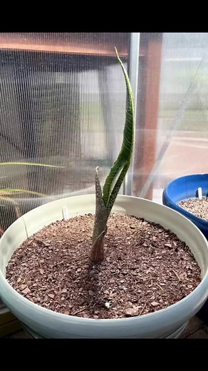 Sauromatum Venosum Care for House Plant Enthusiasts