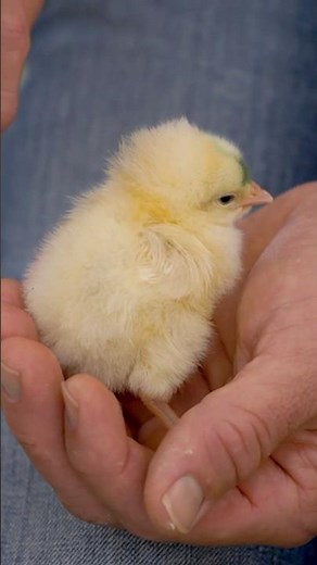 Poultry Vet Dr. Blayne’s tips on picking chicks that will thrive in your backyard flock.