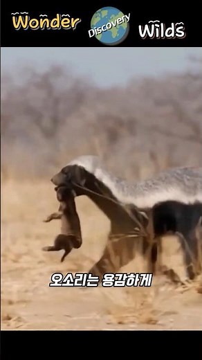 새끼를 건드렸다 지옥을 맛보게 된 벌꿀오소리의 최후