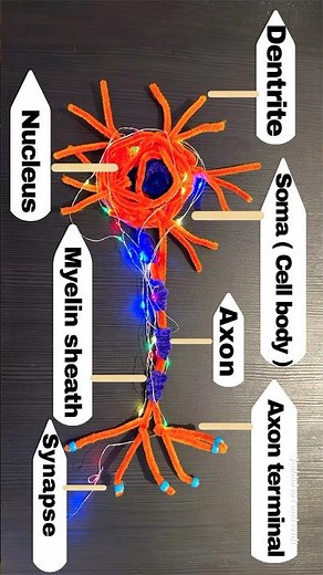 DIY Neuron Model Using Pipe Cleaners | Easy Science Project | Rahini Art and Craft #neuronmodel