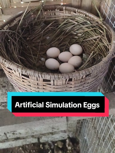 Ultimate Chicken Coop Hack with Plastic Dummy Eggs