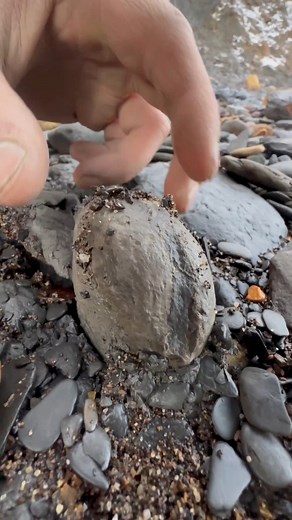 2M views · 10K reactions | Here’s an ammonite rock that we found...