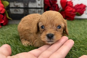 Cash - Cavapoo Puppy 04B44C
