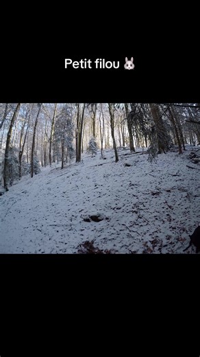 Rencontre sympa pendant une battue au grand gibier 🐗 #lievre