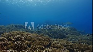 Sharks of the pass of the Atoll of Fakarava in the French Polynesia in the Middle of the South Pacific. Incredible place where you can dive with more than 700 hundreds sharks everyday