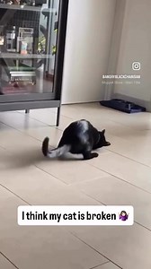 I think my cat is broken…this feels like a warranty issue 😅 #cat #catsofinstagram #funny #catlife | Salem the Cat