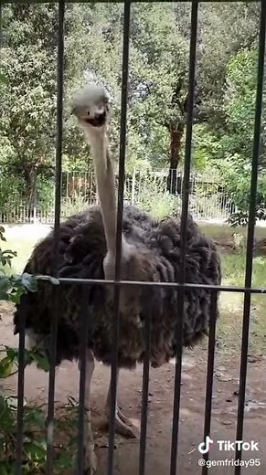 Ostrich singing