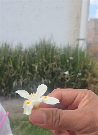 no tuviste infancia si no lo hiciste esto: arrancarle del piso florecitas a tu mamá!!! siempre le digo que no pero su carita me convence y le termino diciendo bueno ya arrancala qué lindos somos cuando somos niños #niños #flores