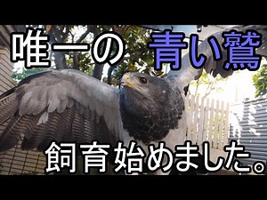 幻の「青い鷲」ワシノスリの飼育を始めました!