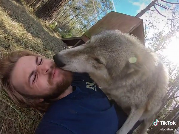 Understanding Laughter in Wolves: Exploring the Fascinating Behavior