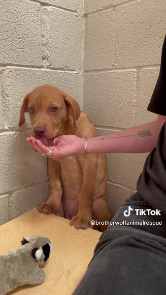 It can be so terrifying for a dog to find themselves in a shelter. The first day is always the most heartbreaking. Seeing them shake in fear and look at you with uncertainty. But slowly but surely, they learn that this is a place that will shower them with love, patience, and trust, a place they can heal. And seeing them smile makes it all worth it. Thank you for supporting our work. Together we save lives. ❤️#dog #puppy #puppylove #brotherwolf #animalrescue #together #community #animals #animal
