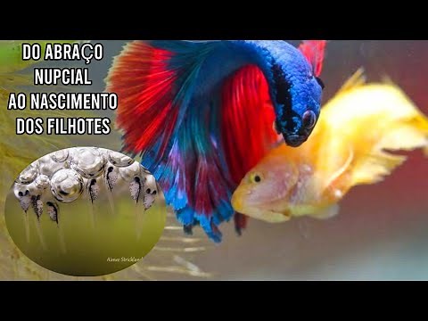 Reprodução do peixe betta - Passo a passo [COMPLETO]