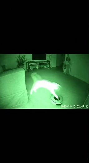 Cat Declares War on Roomba