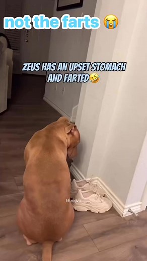 not the farts 😭 Cc🎥: via @lili.mejia21 #tummyache #pitties #pitbulls #pitbull #americanbully #americanbullies #bulliesofig #pitties #pittie #bullybreeds #funnydogs #funnydogvideos | Pitbulls