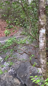 There’s something very soothing about the sound of rushing water. Take a 10 second break along West Fork Creek! | WYFF News 4's Carol Clarke