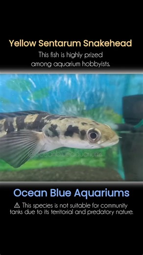 Yellow Sentarum Snakehead 🔥 Most Beautiful Predator Fish