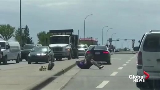 Goose attack east of Edmonton caught on video