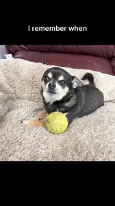My ball My rules Love Chico x #bark #barking #shutup #settee #lose #commotion #chi #chis #chihuahuas | destinyschis
