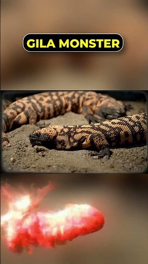 Gila Monster – The Venomous King of the Desert