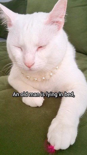 That's so sad 😭😂🤣 | Moomoo Cat
