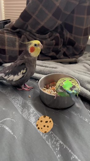 Some Monday cookie song to start your week off ❤️ as usual Loki is more interested in eating than he is Groot’s singing 🤣 #foryou #grootthetiel #cockatiel #talkingparrot #parrot #cookiesong #cute #singing