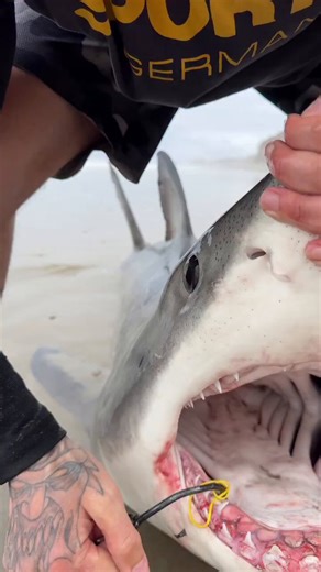 Ever been fishing like THIS…?Just hooked a BABY WHITE SHARK 😳Looks cool… until it’s time to take the hook outThat’s when things get real…Be honest - are you unhooking it… or cutting the line? ⬇️ 🇺🇸