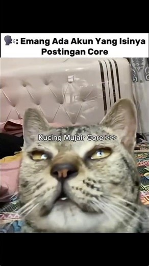 kucing mujair core🤣 #cat #funnycat #kucinglucu #kucing #meme #shorts
