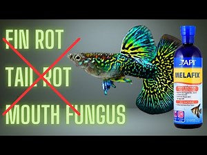 Guppy Fish Care - How To Use Melafix For Guppies And Does It Work ?
