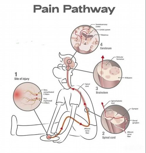 Pain pathway kindly subscribe to my youtube channel
