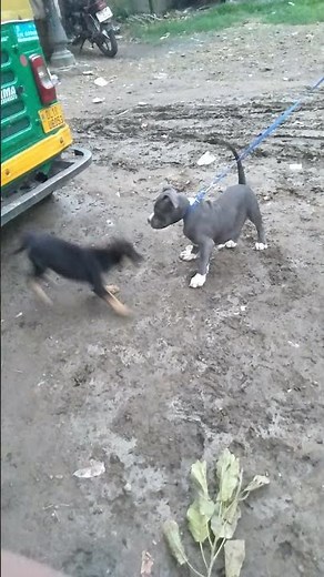 Fighter Pitbull attack street dog || fighting line pitbull || Real Fight ||