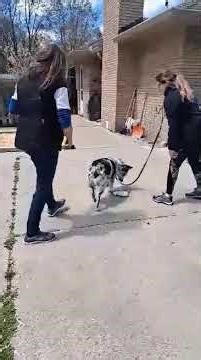 Intro to Scent Work / Nosework - Video 2