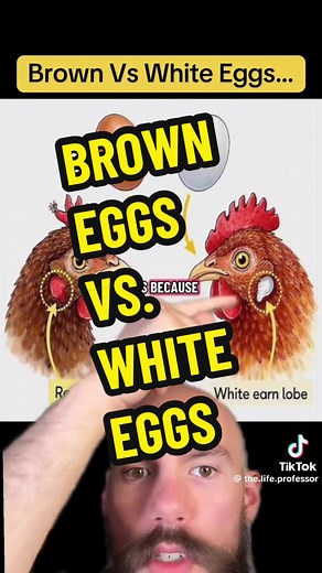 Brown Eggs vs. White Eggs: Facts About Shell Color