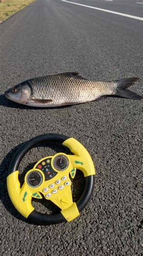 Big Rc fish Unboxing Remote control fish#rc | Rc fish